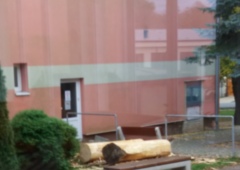 Lípa zbavena kůry.jpg