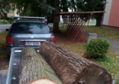 Dva kusy lípy pro školu.jpg